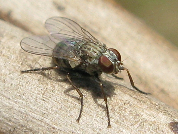 Anthomyiidae e Coenosia sp. (Muscidae).Helina evecta ?